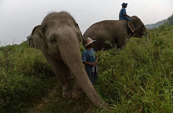 Elefantes domesticados na Tail&acirc;ndia superam os selvagens, por&eacute;m, ataques podem acontecer (France Press)