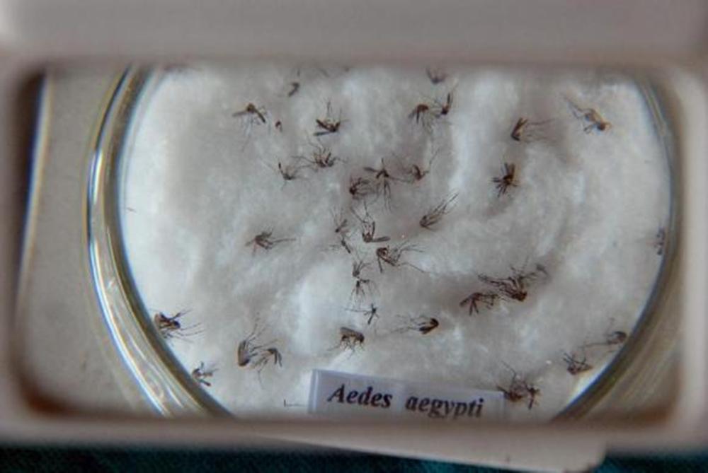 Mosquito transmissor da dengue, o Aedes aegypti (  Cedoc/RAC)