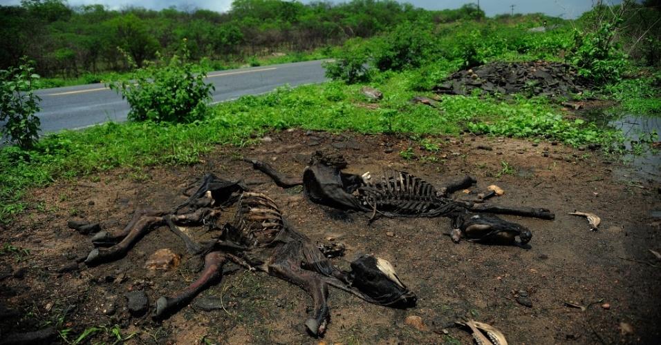 A seca castiga as cidades cearenses e provoca a morte de animais ( Agência Brasil )
