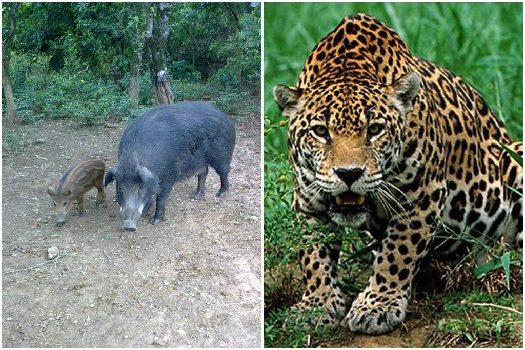 A on&ccedil;a-pintada pode se tornar predadora do javali e voltar ao Interior paulista, diz estudo (  Cedoc/RAC)