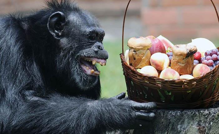 Estudo cient&iacute;fico diz que os chimpanz&eacute;s possuem certas habilidades cognitivas necess&aacute;rias para cozinhar (France Press)