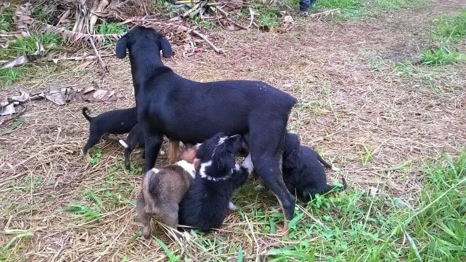 Cachorra que era estuprada por mendigo foi resgatada pela ONG em maio; como n&atilde;o &eacute; castrada, ainda pegou cria de outro cachorro e deu &agrave; luz 8 filhotes   (ABNTP)