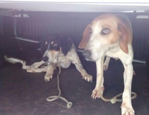 Para a polícia, o homem caçava os animais por diversão ou para a venda (Divulgação )