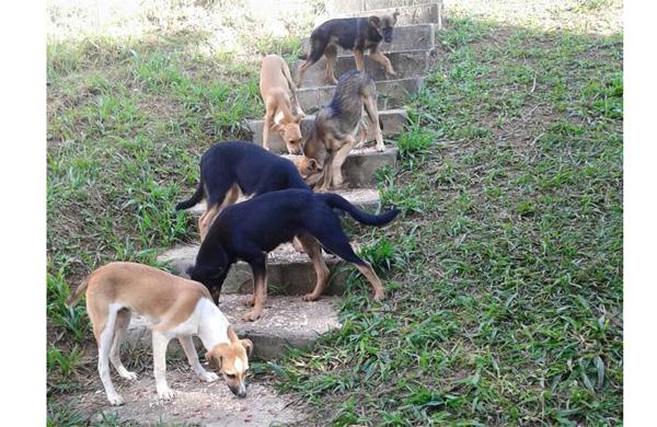 Cachorros abandonados sobrevivem de ra&ccedil;&atilde;o que lhes &eacute; dada por moradora de condom&iacute;nio que fica em frente ao bosque onde os c&atilde;es vivem  (Laudiceia da Silba Batistela )