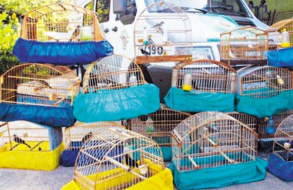 Gaiolas foram encontradas no quintal de casa (  Divulgação)