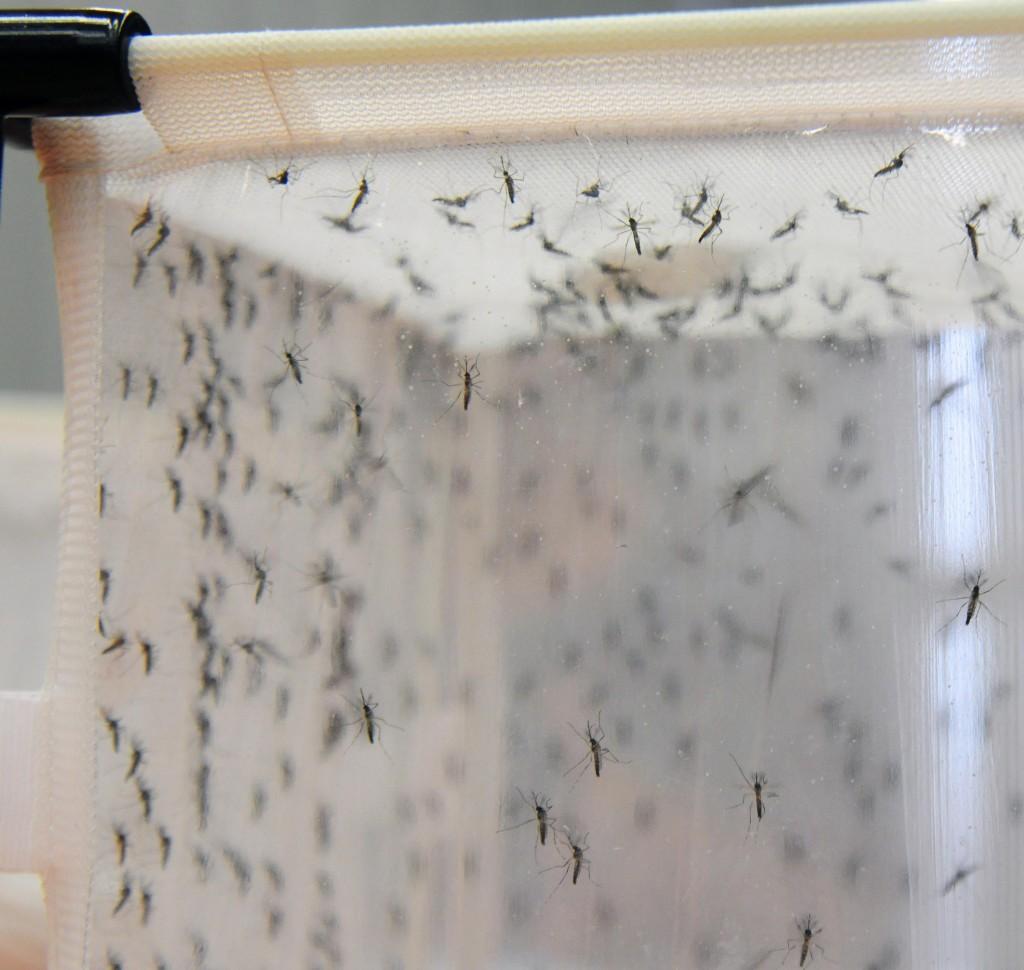 Mosquitos transg&ecirc;nicos s&atilde;o uma das tentativas para tentar diminuir a incid&ecirc;ncia de dengue na cidade  ( Antonio Trivelin/Gazeta de Piracicaba )