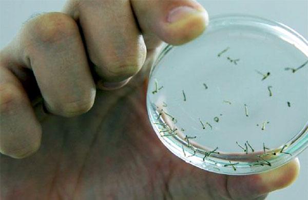 Vacina contra dengue exige longa pesquisa (  Cedoc/RAC)