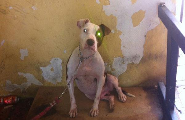 Zeus em Bar&atilde;o Geraldo, no dia em que foi resgatado pelo grupo Amor de Bicho de Campinas (Amor de Bicho )