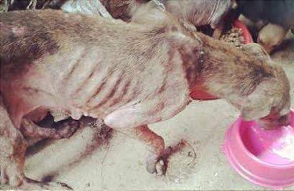 Princesa, que foi resgatada pela ONG Focinho Abandonado, estava presa em uma tubula&ccedil;&atilde;o com seus filhotes e cheia de carrapatos   (Focinho Abandonado )