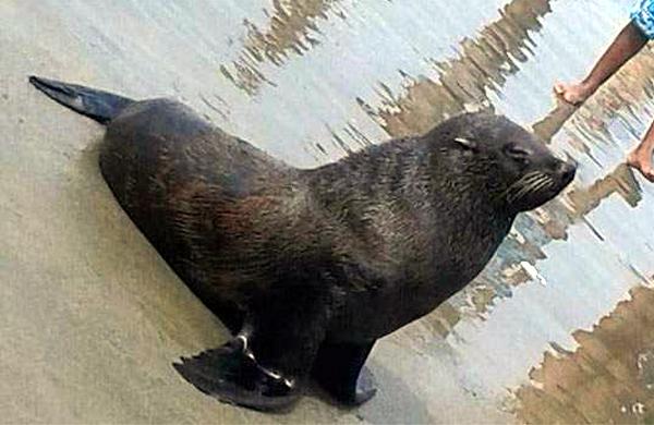 Lobo-marinho atrai curiosos em praia de Itanha&eacute;m (Jéssica Souza/ Facebook)