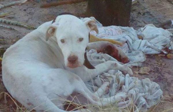 Animal est&aacute; em um terreno na rua Mansur Carneiro, em frente &agrave; casa de n&uacute;mero 105 A, no bairro Florian&oacute;polis, em Jaguari&uacute;na: n&atilde;o se levanta devido a machucado profundo  (Reprodução )
