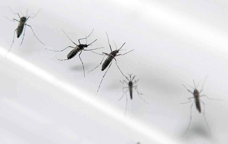 Em testes de laborat&oacute;rio, larvas do mosquito Aedes Aegypti n&atilde;o resistiram &agrave; bact&eacute;ria desenvolvida pelos pesquisadores (Patrice Coppee/France Press)