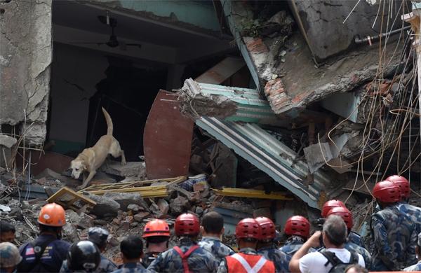 Cachorro ajuda na busca por v&iacute;timas do terremoto no Nepal (France Press)