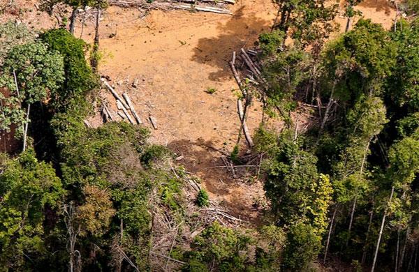 Estados que mais sofreram com o desmatamento em mar&ccedil;o de 2015 segundo o SAD, foram Mato Grosso (76%) e Amazonas (13%), seguidos por Rond&ocirc;nia (8%), Tocantins (2%) e Par&aacute; (1%) (Imazon)
