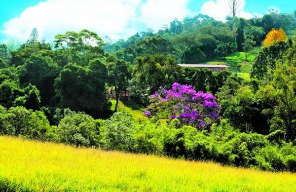 Regi&atilde;o Metropolitana de Campinas registrou no ano passado um crescimento de 5.622,4 hectares de vegeta&ccedil;&atilde;o natural em compara&ccedil;&atilde;o com o ano 2000 ( Leandro Ferreira/ AAN)