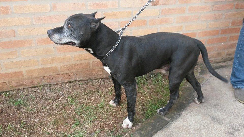 O pit bull Darwin permanece preso o dia todo e necessita de um novo lar respons&aacute;vel  (Clivecam )
