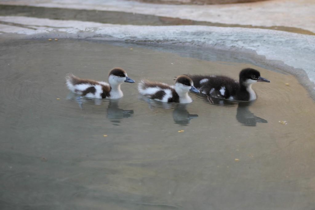 Presença do pato-mergulhão indica equilíbrio ambiental ( Divulgação)