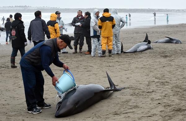 Pessoas tentam resgatar golfinhos encalhados em praia do Jap&atilde;o (France PRess)