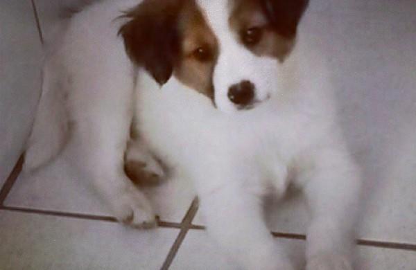 cachorro, c&atilde;es, feira, ado&ccedil;&atilde;o, campinas  (OperaCão Resgate)