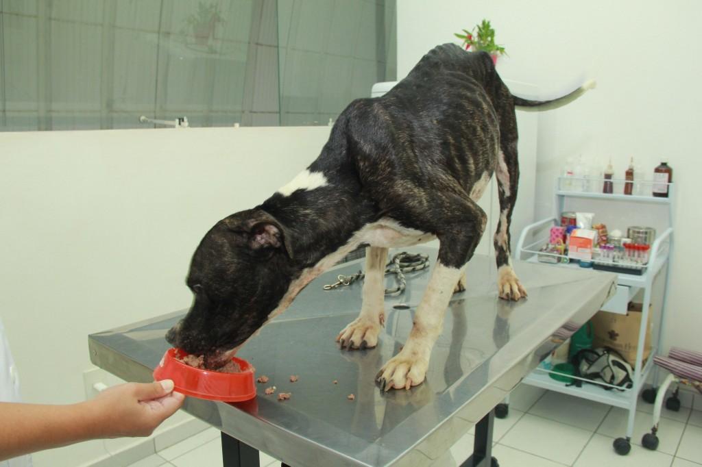 Segundo vizinhos, casa onde c&atilde;o foi resgatado, v&aacute;rios animais morreram por falta de comida e &aacute;gua (Camila Moreira/ AAN)