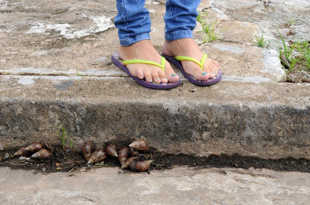 Terreno acumula mato alto e pelo menos cinco moradores da rua j&aacute; foram contaminados pela doen&ccedil;a ( Dominique Torquato/ AAN)
