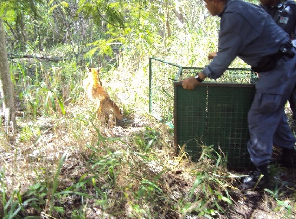 Depois de capturada, on&ccedil;a foi encaminhada para o zool&oacute;gico da cidade de Ilha Solteira (Divulgação/Corpo de Bombeiro)
