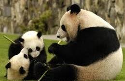 Popula&ccedil;&atilde;o de pandas gigantes aumentou  ( Divulgação)