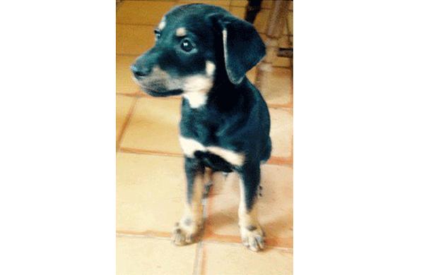 Delegacia Especial para Prote&ccedil;&atilde;o Animal de Campinas est&aacute; desativada atualmente  ( Reprodução)