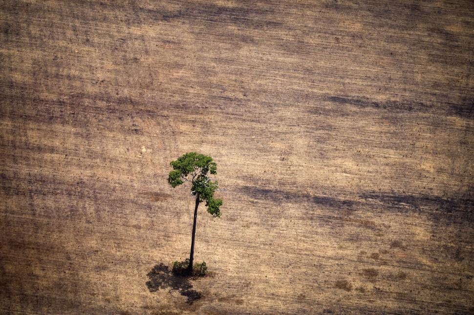 Vista de uma &aacute;rvore em &aacute;rea desmatada no meio da selva amaz&ocirc;nica durante um sobrev&ocirc;o por ativistas do Greenpeace sobre &aacute;reas de explora&ccedil;&atilde;o ilegal de madeira (Raphael Alves/ AFP)