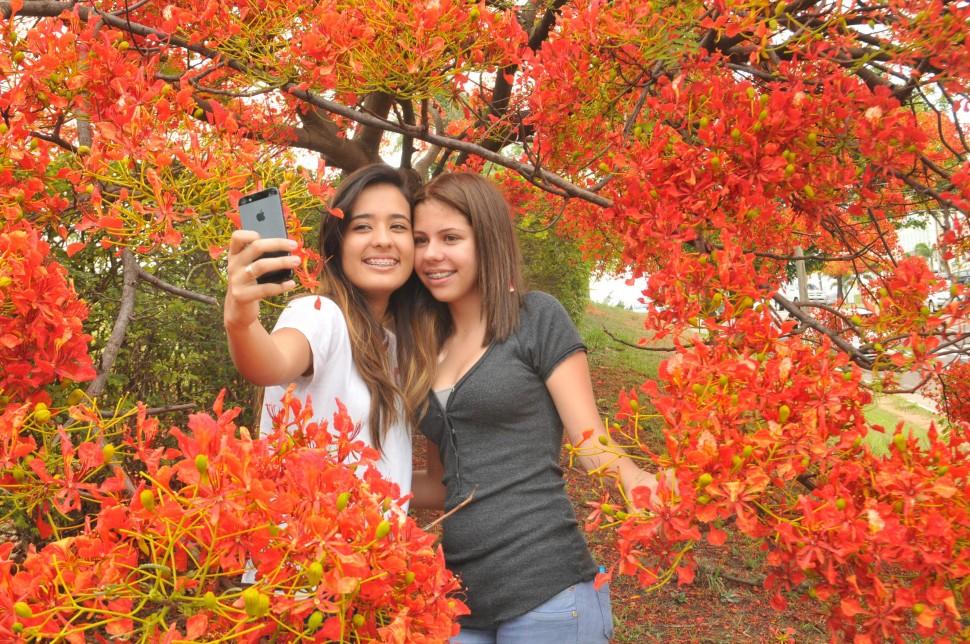 Flamboyant na alameda entre cemit&eacute;rios no bairro Gramado: em franc&ecirc;s, palavra significa &quot;flamejante&quot; ( Carlos Sousa Ramos/ AAN)