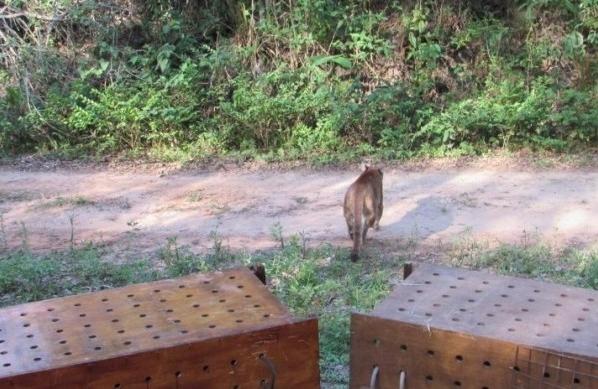 Animais foram recolhidos em estado de risco e receberam tratamento  ( Divulgação)