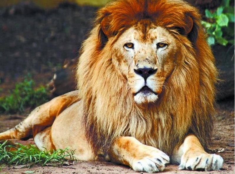 Le&atilde;o, Leo, atra&ccedil;&atilde;o, zool&oacute;gico, zoo, Piracicaba, tratamento, Jundia&iacute; ( Cedoc/ RAC)