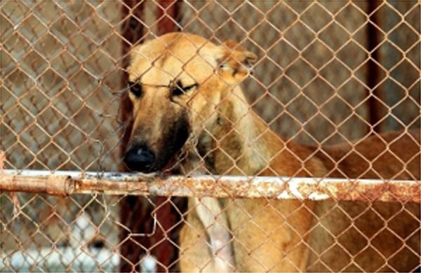 Delegacia Especial para Prote&ccedil;&atilde;o Animal de Campinas est&aacute; atualmente desativada  (Foto Ilustrativa/ sxc.hu)