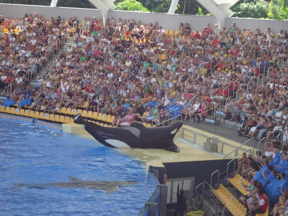 Cena, 'Blackfish. F&uacute;ria Animal' ( Divulgação)