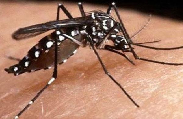 Brasil registra 337 casos de febre chikungunya ( Agência Brasil)