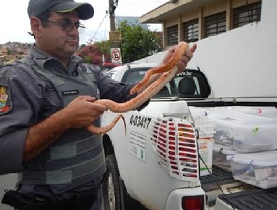 Pol&iacute;cia, apreende, cobras, jabuti, mantidos, cativeiro, Santa Branca (Divulgação/ Polícia Ambiental)