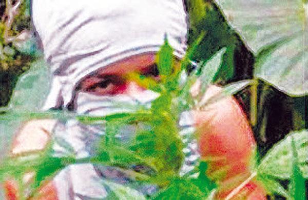 maconha, plantio, internet, redes sociais, Campinas, pris&atilde;o, Dise ( Reprodução/ Facebook)