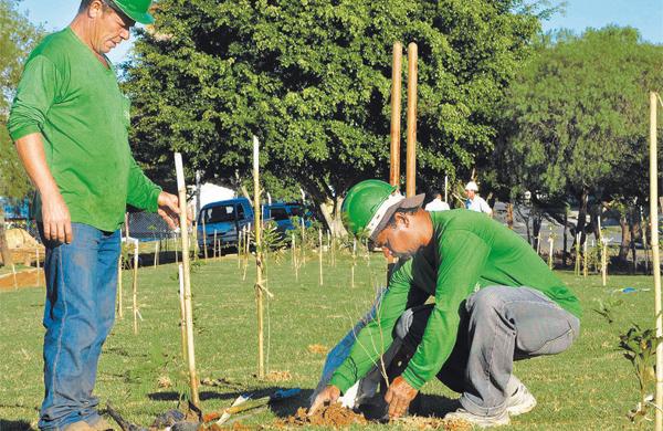 Plantio em via p&uacute;blica e, no destaque, aluna da escola Jamil Gadia no entorno da Lagoa do Parque Jambeiro, na Semana do Meio Ambiente ( Divulgação)