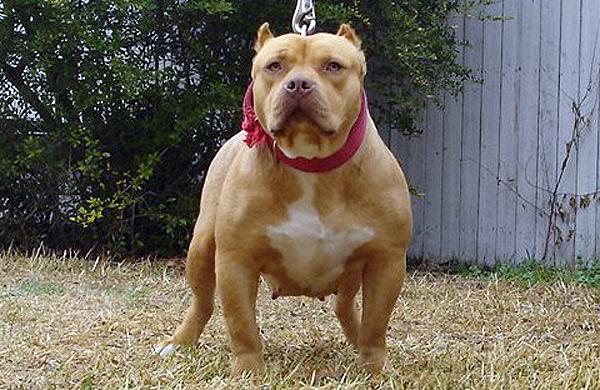Imagem de c&atilde;o Pitbull, ra&ccedil;a que atacou menino de 8 anos em Tatu&iacute; (Divulgação/Alesp)