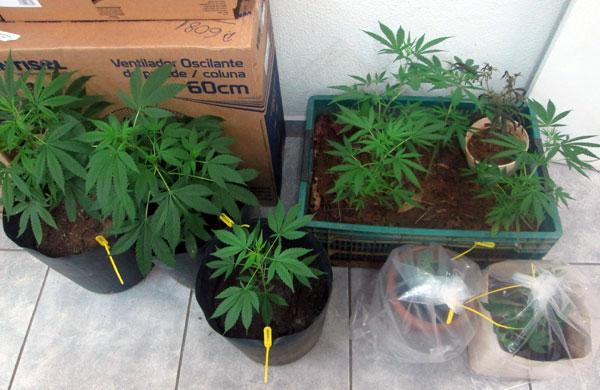 Cinco p&eacute;s da droga foram encontradas em uma rep&uacute;blica de estudantes da Unicamp e a outra, em uma casa de uma fazenda da regi&atilde;o (Alenita Ramirez/AAN)