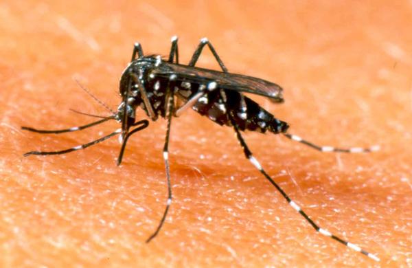 Foram 1.001 casos confirmados de dengue em moradores de Campinas entre 1&ordm; de junho e 10 de julho ( Cedoc/RAC)