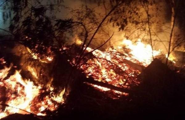 Volume de madeira queimada atingiu o equivalente a 1 mil m&sup2; de &aacute;rea vegetal ( Divulgação)