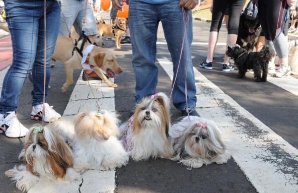 Nem o mau tempo impediu a presen&ccedil;a de c&atilde;ezinhos com seus donos   ( Dominique Torquato/AAN)