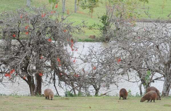 Parque Ecol&oacute;gico em Campinas tem problemas de conserva&ccedil;&atilde;o ( Dominique Torquato/AAN)