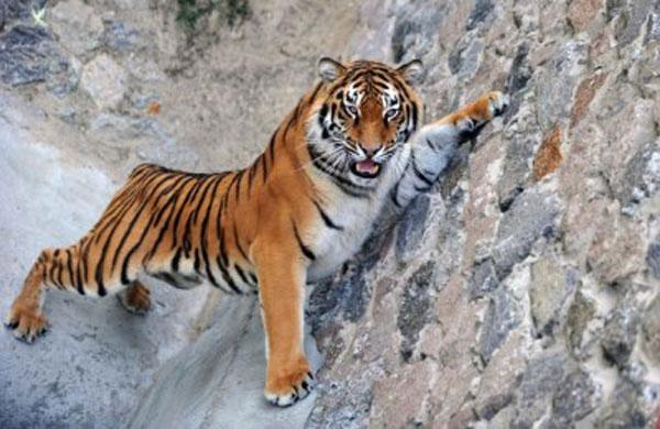Erro de funcion&aacute;rio resulta na morte de tigre em zoo canadense ( Divulgação)