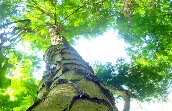 Exemplar de uma &aacute;rvore 'pau-jacar&eacute;', t&iacute;pica das matas do Horto de Sumar&eacute;  ( Divulgação)