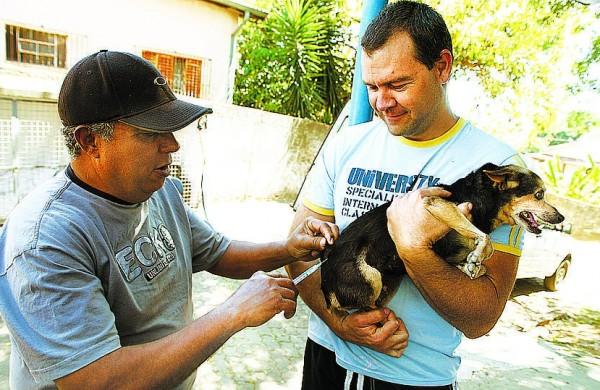Cachorro é vacinado contra a raiva no Centro de Saúde da Vila Esmeraldina, em Campinas: dose gratuita (César Rodrigues/AAN)