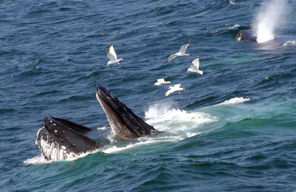 A Comiss&atilde;o Baleeira Internacional (CBI) rejeitou nesta quinta-feira o projeto de criar um santu&aacute;rio para baleias no Atl&acirc;ntico Sul ( Reprodução/ uk.whales.org)