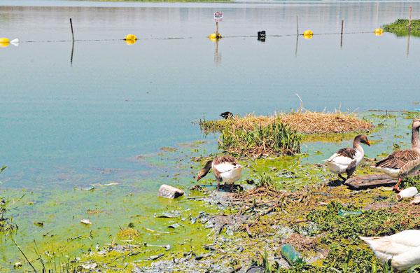 Lagoa est&aacute; com &aacute;guas esverdeadas: falta de chuva e excesso de esgotor
 ( Dominique Torquato/ AAN)