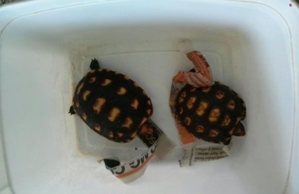 Tartarugas foram encontradas pela Pol&iacute;cia Militar Ambiental de Campinas em pote de sorvete (Divulgação/ Polícia Ambiental)